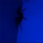 Blue Spider - Spider under the light of a blue Luxeon Star LED