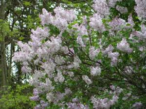 Some flowering bushes in the left side yard